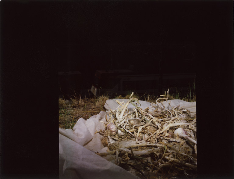 iris janke fotografie photography garden